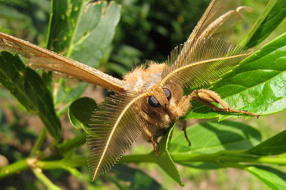 Antheraea polyphemus