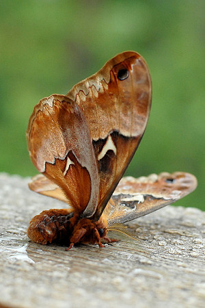 Callosamia angulifera