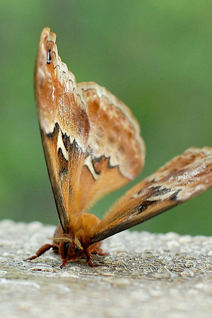 Callosamia angulifera