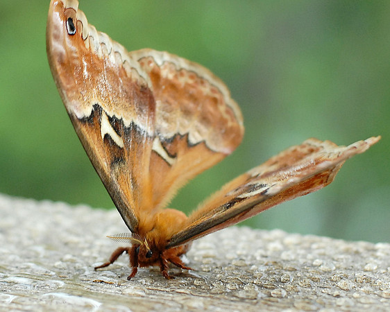 Callosamia angulifera