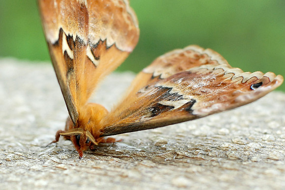 Callosamia angulifera