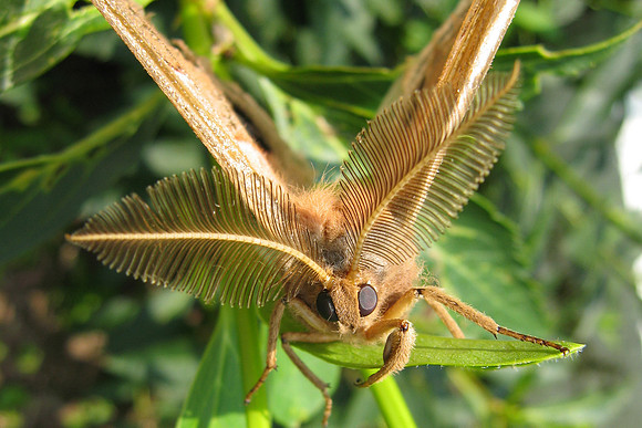 Antheraea polyphemus