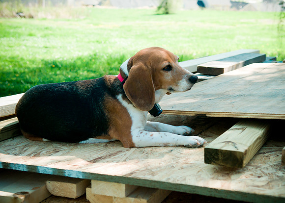 bum beagle