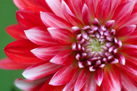 Macro